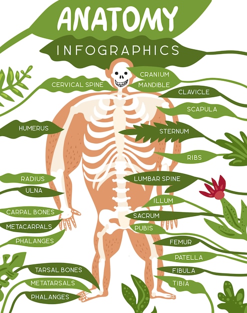 Free Vector skeleton anatomy infographics layout with human body image and detailed description of component