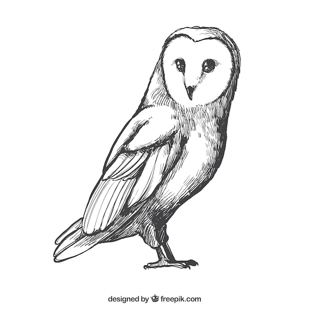 Free vector sketch of owl