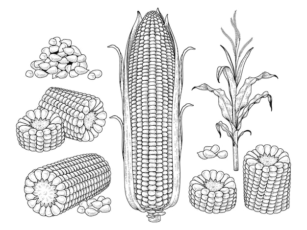 Sketch ripe corn decorative set Hand Drawn Botanical Illustrations elements Retro style