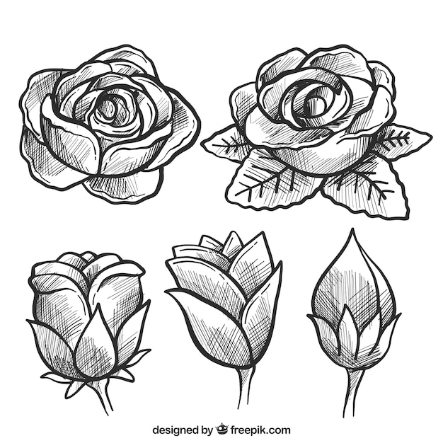 Free vector sketch of roses