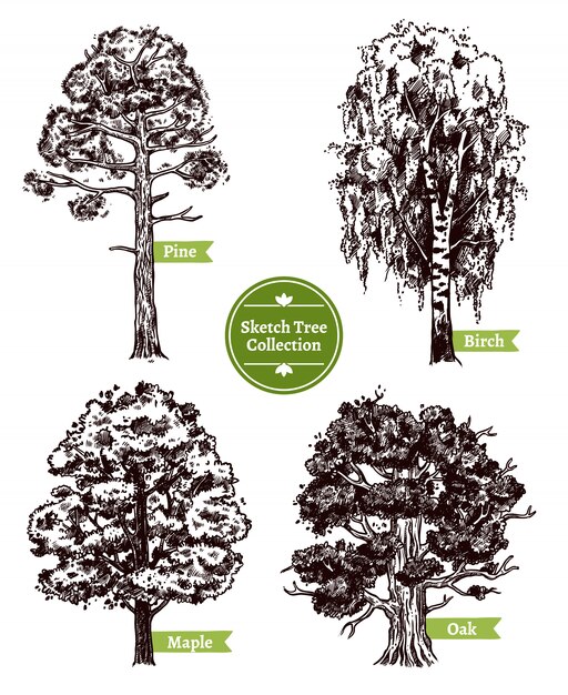 Sketch Tree Set