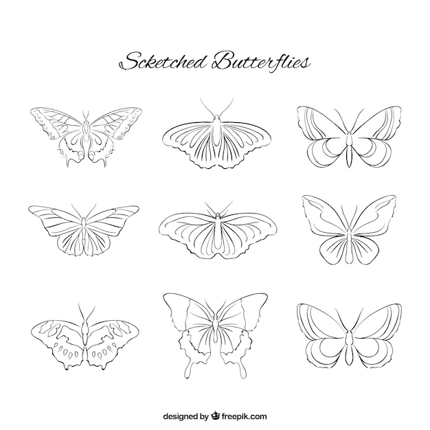  sketches of butterflies collection