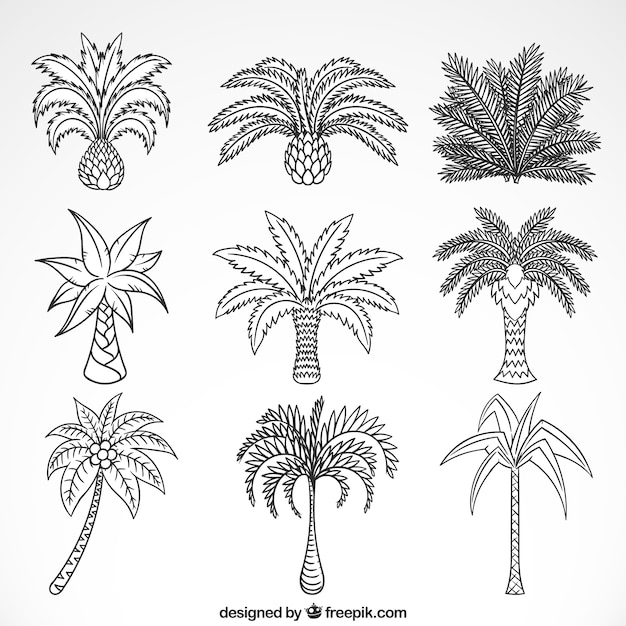 Free Vector sketches of palm trees collection 