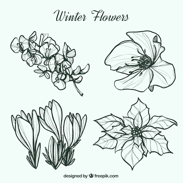 Sketches of winter flowers