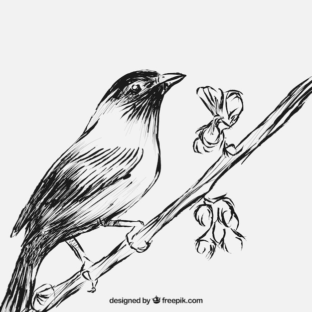 Free Vector sketchy bird on branch