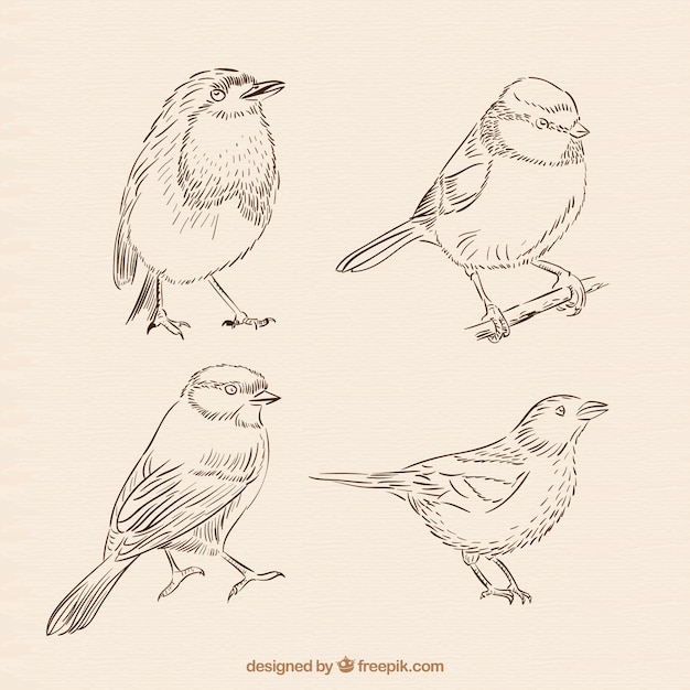 Free Vector sketchy birds pack