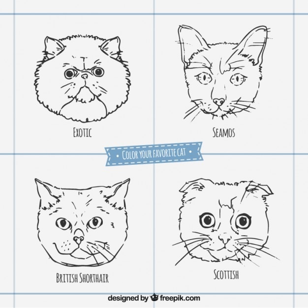 Free vector sketchy cat breed faces