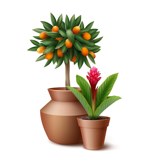 small citrus tree and blooming flower in clay pots isolated