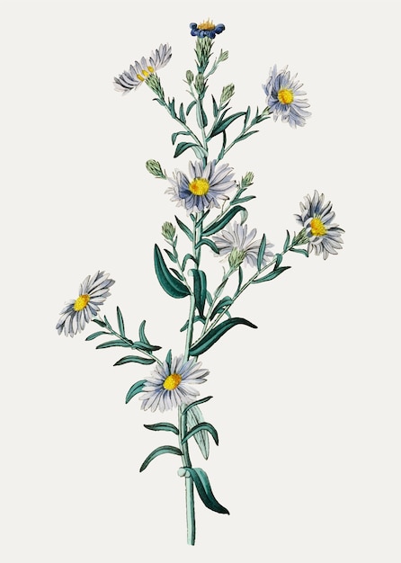 Free Vector smooth blue aster