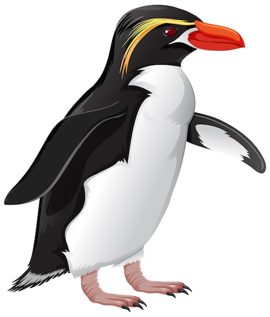 Free vector snares penguin on white background