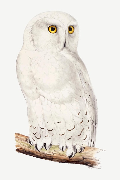 Free Vector snowy owl vector animal art print, remixed from artworks by john gould, edward lear and charles joseph hullmandel