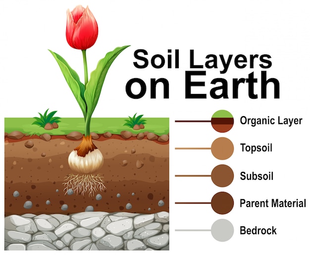 Free vector soil layers on earth with tulip flower