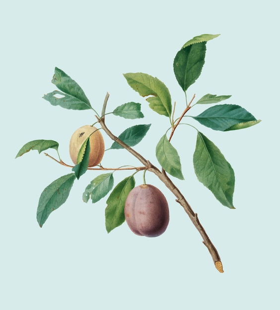 Free Vector spanish plums from pomona italiana illustration