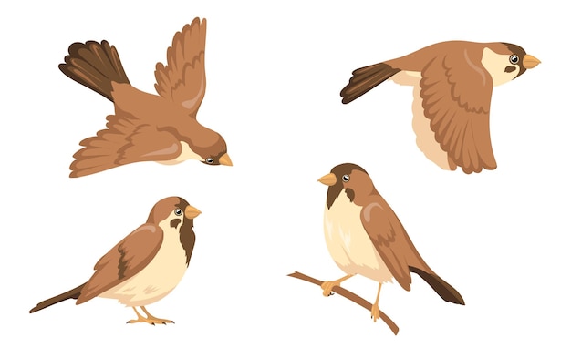 Free Vector sparrow character illustrations set