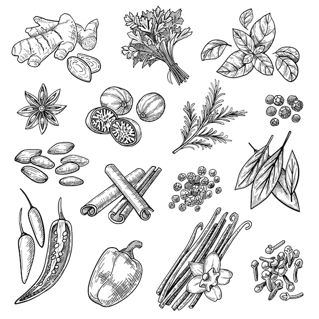 Free Vector spices sketches set