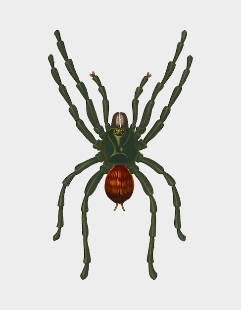 Free Vector spider 