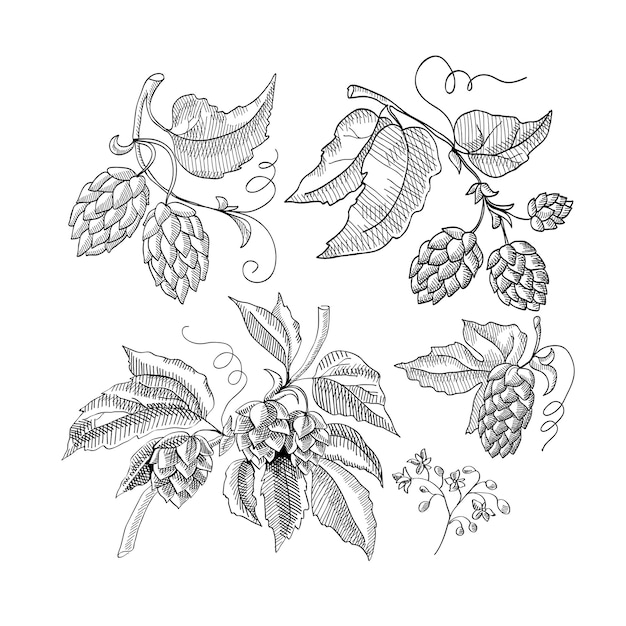 Sprig of hop decorative sketch with sprouts and leaves hand drawn cartoons illustration