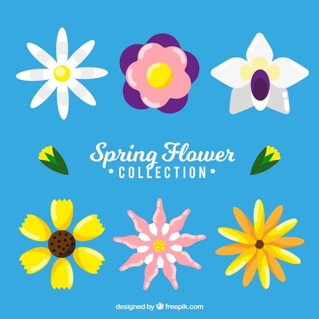 Spring flower collection