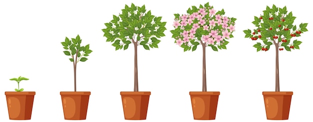 Stages of Cherry Tree Growth Vector