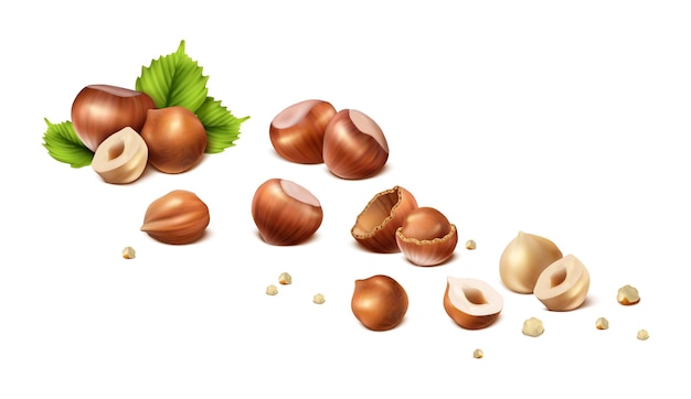 Free Vector stages of hazelnut from shelled nut to nut without shell cut in halves and scrumps isolated on white