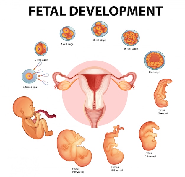 Free Vector stages human embryonic development