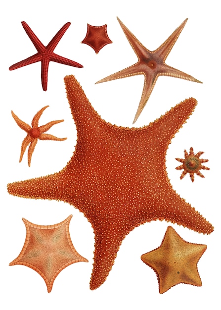 Free Vector starfish varieties