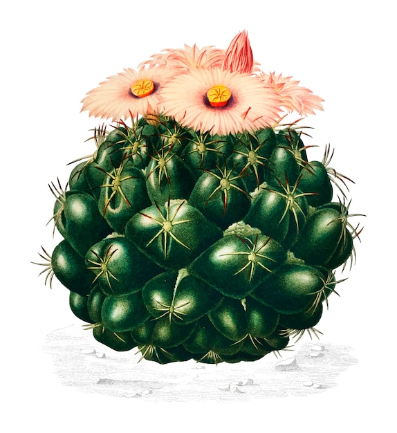 Free Vector starry ball (mammillaria elephantidens) illustrated by charles dessalines d orbigny