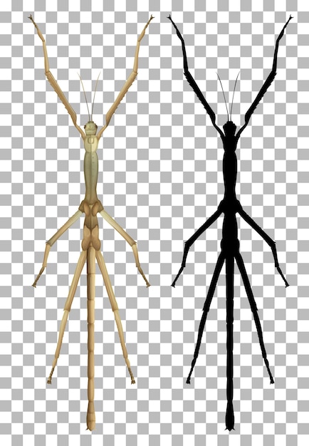 Free Vector stick bug on