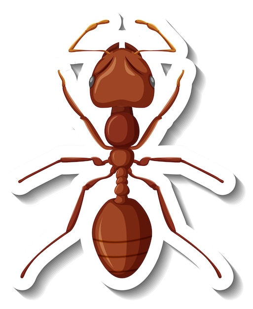 A sticker template with close up of red ant isolated