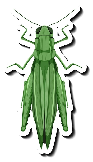 Free Vector a sticker template with top view of a grasshopper isolated