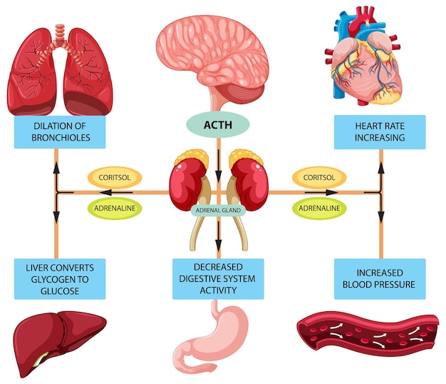 Free Vector stress response anatomical diagram with inner organs