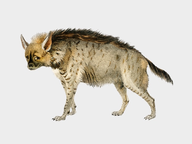 Striped hyena