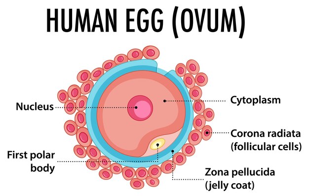 Structure of human egg ovum