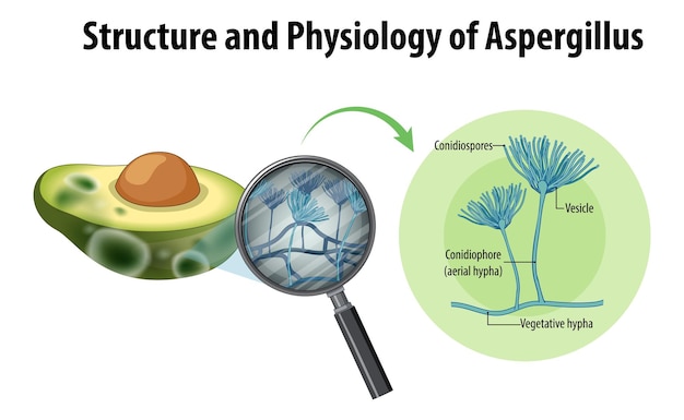 Free Vector structure and physiology of avocado aspergillus