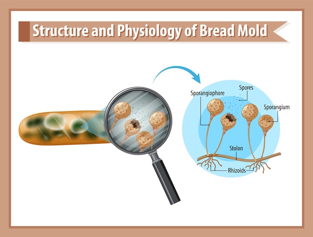 Structure and Physiology of Bread Mold