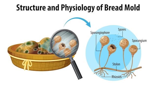 Free Vector structure and physiology of bread mold