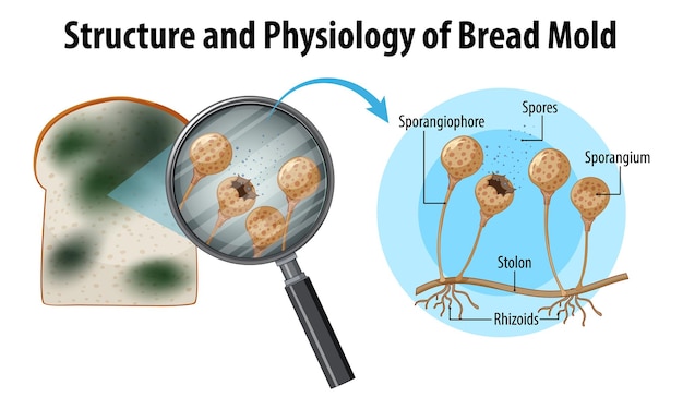 Free Vector structure and physiology of bread mold