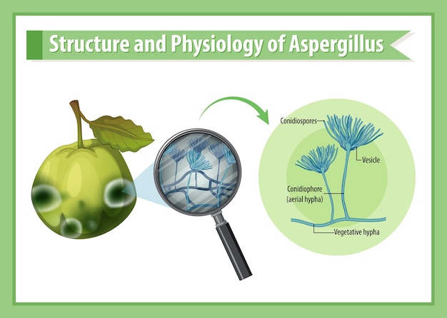 Structure and Physiology of guava Aspergillus