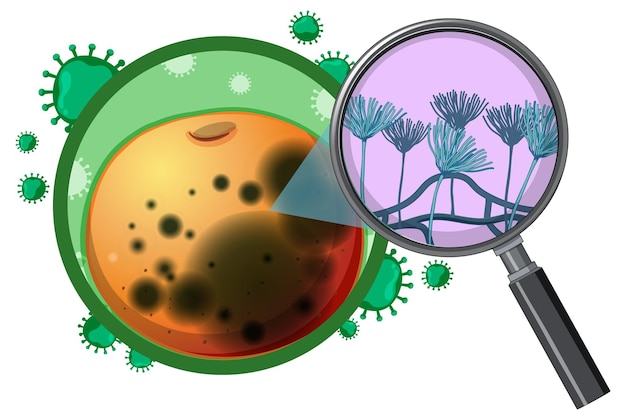 Free Vector structure and physiology of orange aspergillus