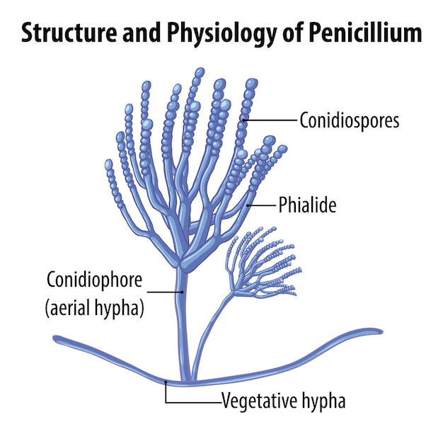 Structure and physiology of penicillium mold