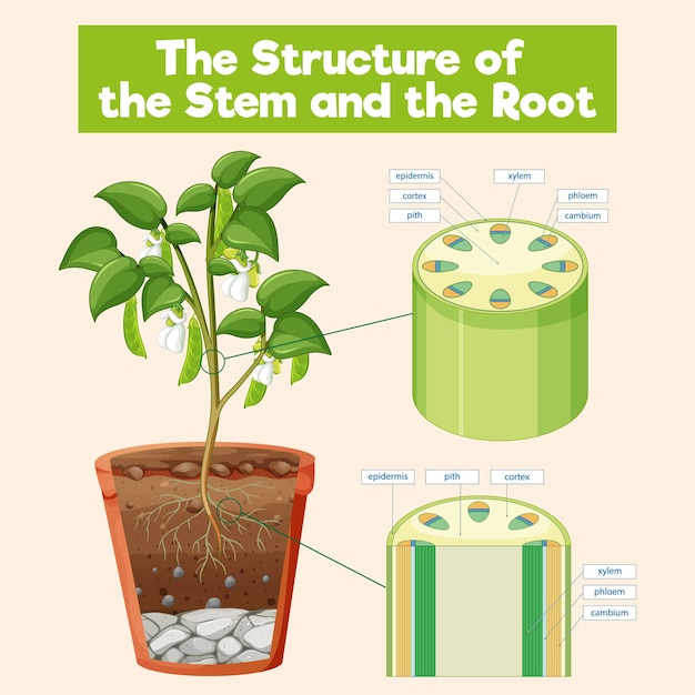 Free Vector the structure of the stem and the root