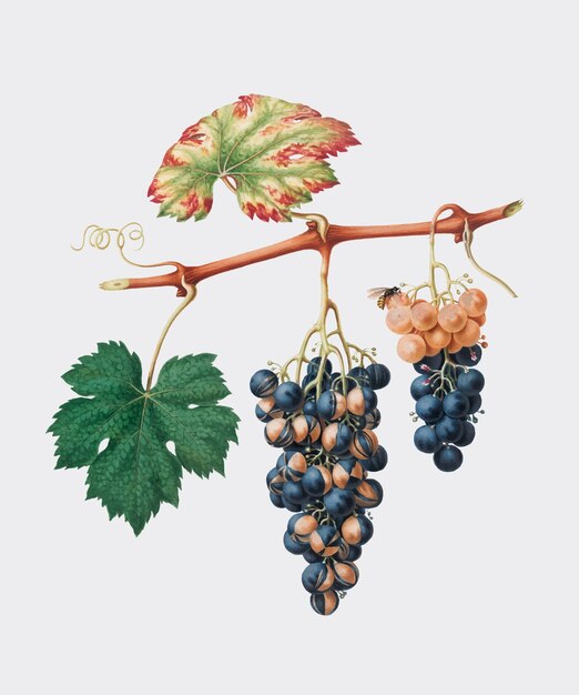 Summer grape from Pomona Italiana (1817 - 1839) illustration