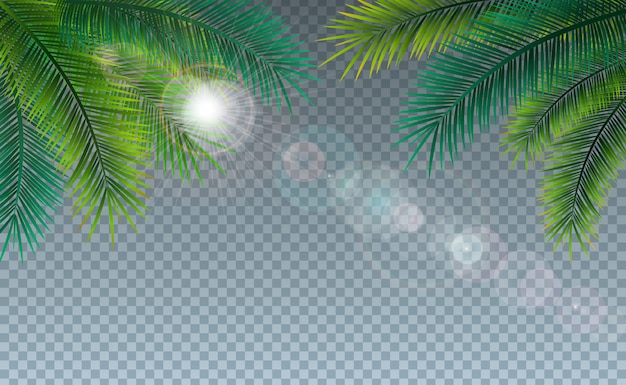 Free Vector summer illustration with tropical palm leaves on transparent