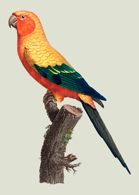 Sun parakeet