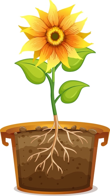 Free vector sunflower in clay pot on white background