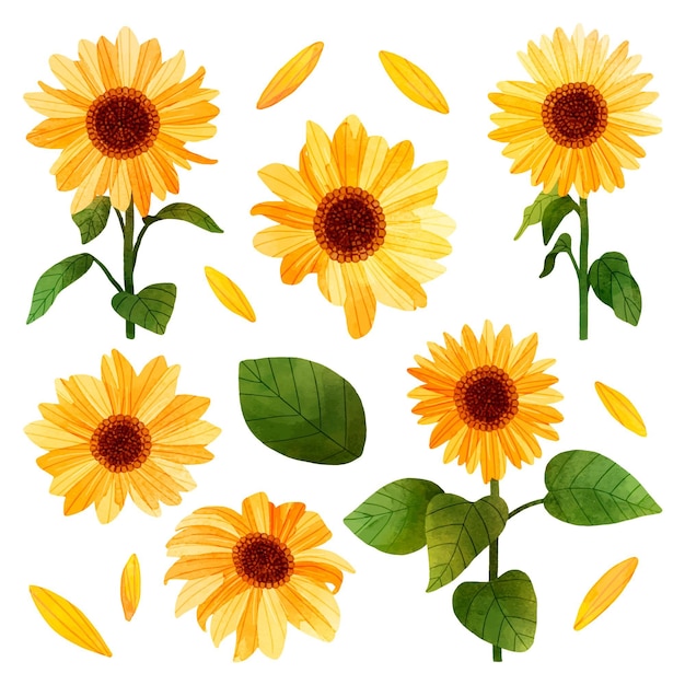 Free vector sunflower illustration set in hand painted style