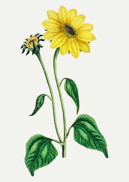 Free Vector sunflower trumpet stalked