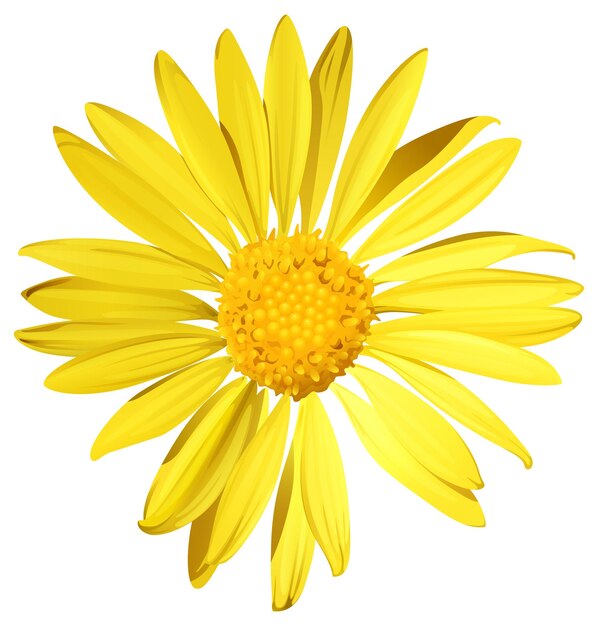 A sunflower