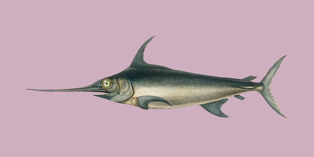 Free vector swordfish (xiphias gladius) illustrated by charles dessalines d'orbigny (1806-1876).