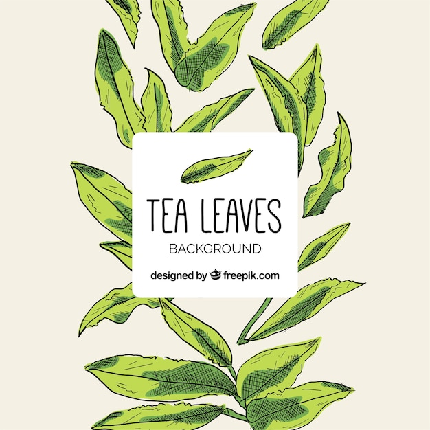 Tea leaves background with hand drawn style